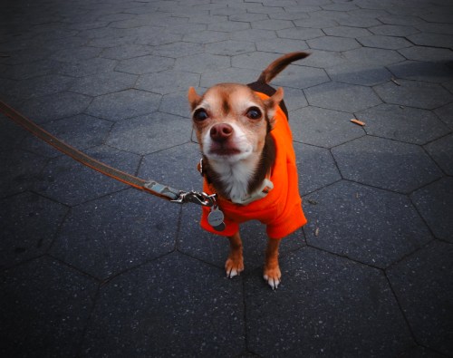 GR reacts swiftly and focuses fast close up.