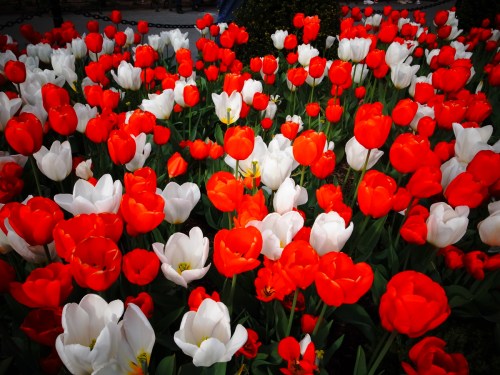 MY 3 Tulips on acid shot