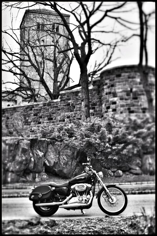 The Cloisters make an excellent back drop for such a noble steed. 