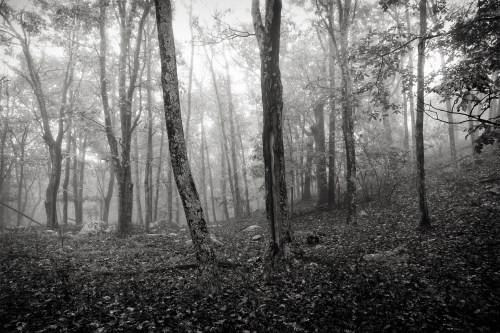 The Mist in the forest at Shenandoah National Park.