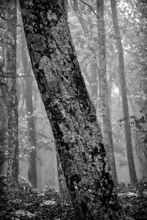 Diagonal Composition