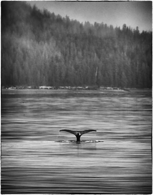 Whale fluking in Alaska. Shot on the Lindblad Vessel, Sea Bird. Canon 1DSmk2 with 300mm 2.8 processed in Silver FX.